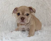Karis, a female English Bulldog for sale in Shipshewana, IN – 4 of 8