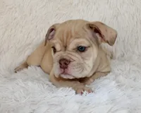 Karis, a female English Bulldog for sale in Shipshewana, IN – 2 of 8