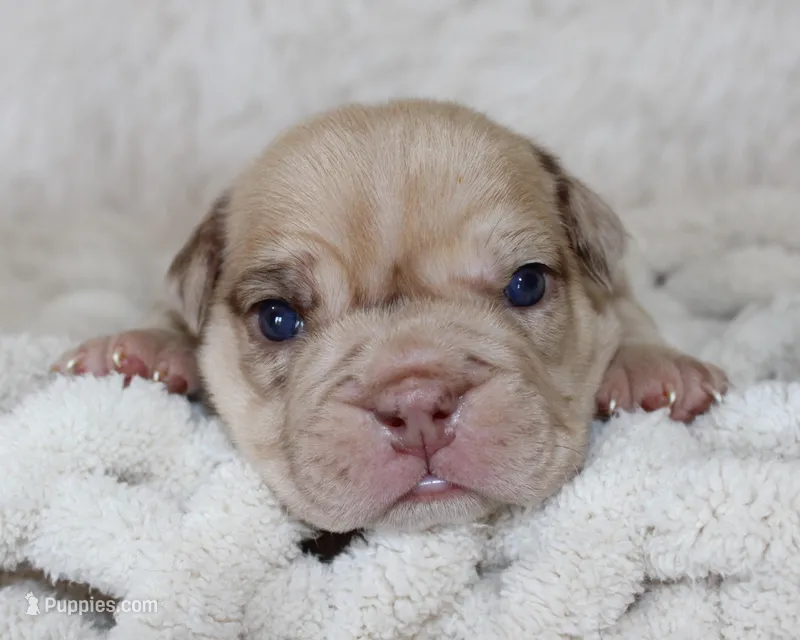 Karis – English Bulldog puppy for sale in Shipshewana, IN