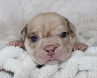 Karis, a female English Bulldog for sale in Shipshewana, IN – Photo 1 of 8