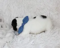 Lucy, a female French Bulldog for sale in Shipshewana, IN – Photo 6 of 8