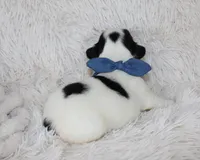 Lucy, a female French Bulldog for sale in Shipshewana, IN – Photo 7 of 8