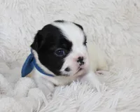 Lucy, a female French Bulldog for sale in Shipshewana, IN – Photo 3 of 8