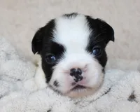 Lucy, a female French Bulldog for sale in Shipshewana, IN – Photo 2 of 8