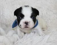 Lucy, a female French Bulldog for sale in Shipshewana, IN – Photo 5 of 8