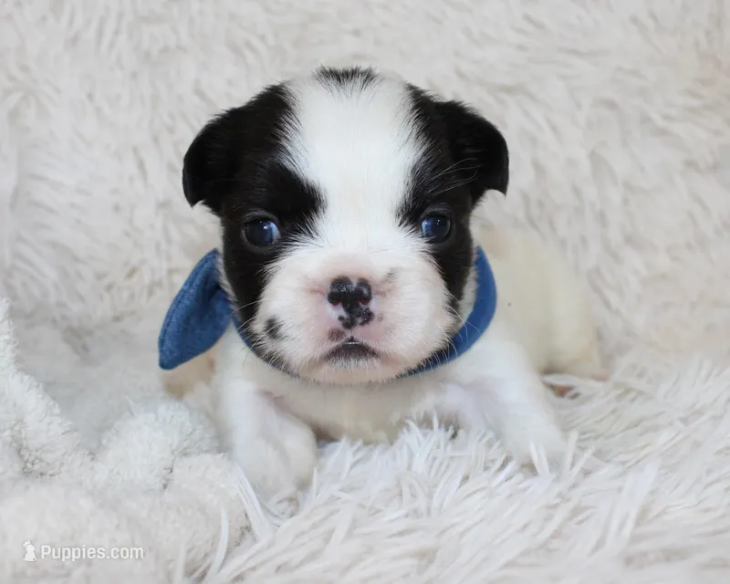 Lucy – French Bulldog puppy for sale in Shipshewana, IN