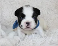 Lucy, a female French Bulldog for sale in Shipshewana, IN – Photo 1 of 8