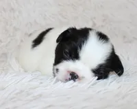 Lucy, a female French Bulldog for sale in Shipshewana, IN – Photo 8 of 8