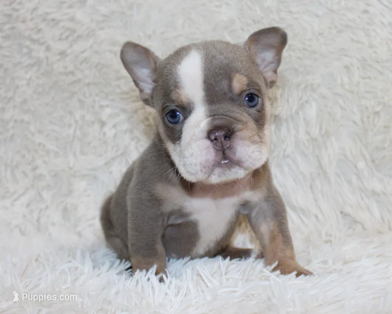 Indi Rose – English Bulldog puppy for sale in Shipshewana, IN