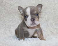 Indi Rose, a female English Bulldog for sale in Shipshewana, IN – 1 of 10
