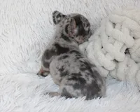 Jilli, a female French Bulldog for sale in Shipshewana, IN – Photo 4 of 8