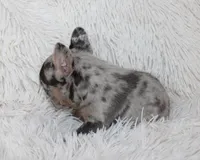 Jilli, a female French Bulldog for sale in Shipshewana, IN – Photo 8 of 8