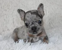 Jilli, a female French Bulldog for sale in Shipshewana, IN – Photo 6 of 8