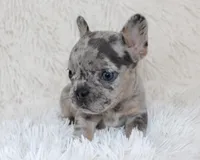 Jilli, a female French Bulldog for sale in Shipshewana, IN – Photo 3 of 8
