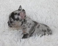 Jilli, a female French Bulldog for sale in Shipshewana, IN – Photo 5 of 8