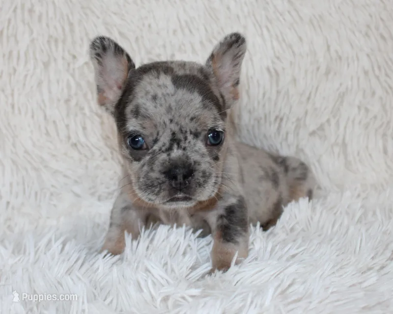Jilli – French Bulldog puppy for sale in Shipshewana, IN