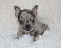Jilli, a female French Bulldog for sale in Shipshewana, IN – Photo 1 of 8