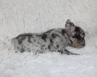 Jilli, a female French Bulldog for sale in Shipshewana, IN – Photo 7 of 8