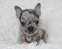Jilli, a female French Bulldog for sale in Shipshewana, IN – Photo 2 of 8