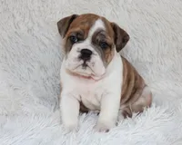 Oakley, a female English Bulldog for sale in Shipshewana, IN – Photo 7 of 10