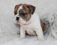 Oakley, a female English Bulldog for sale in Shipshewana, IN – Photo 3 of 10