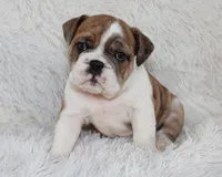 Oakley, a female English Bulldog for sale in Shipshewana, IN – Photo 4 of 10
