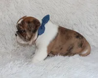 Oakley, a female English Bulldog for sale in Shipshewana, IN – Photo 10 of 10