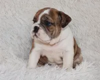 Oakley, a female English Bulldog for sale in Shipshewana, IN – Photo 8 of 10