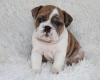 Oakley, a female English Bulldog for sale in Shipshewana, IN – Photo 1 of 10