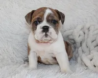 Oakley, a female English Bulldog for sale in Shipshewana, IN – Photo 9 of 10