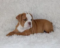 Kallie, a female English Bulldog for sale in Shipshewana, IN – 7 of 10