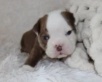 Hudson, a male English Bulldog for sale in Shipshewana, IN – 6 of 8