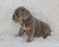 Kane, a male English Bulldog for sale in Shipshewana, IN – 9 of 9