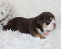 Mika, a female English Bulldog for sale in Shipshewana, IN – Photo 3 of 6