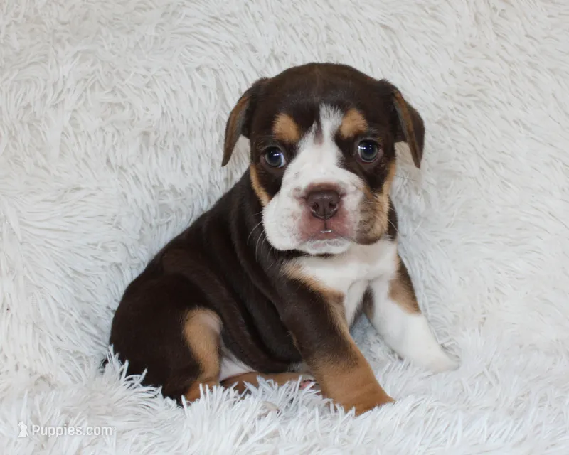 Mika – English Bulldog puppy for sale in Shipshewana, IN