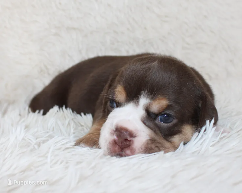 Mika – English Bulldog puppy for sale in Shipshewana, IN