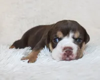 Mika, a female English Bulldog for sale in Shipshewana, IN – Photo 2 of 6