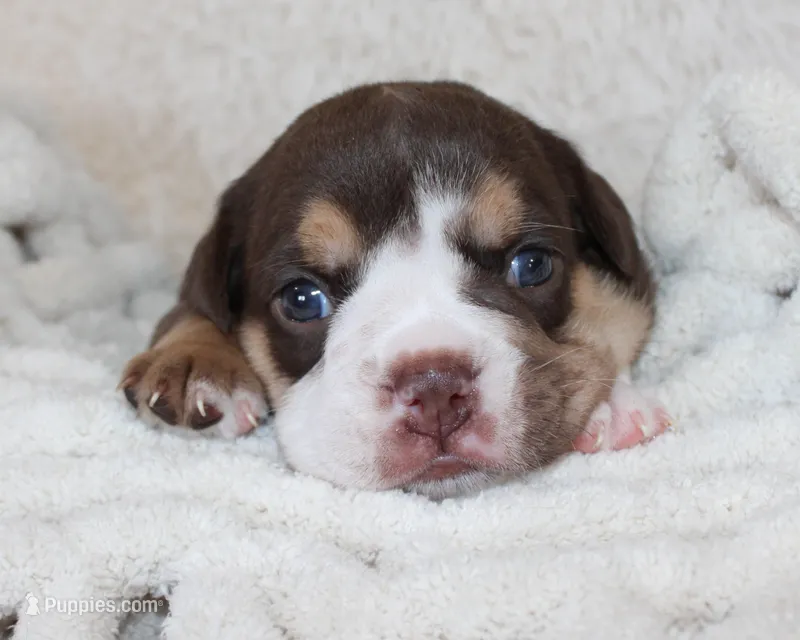 Mika – English Bulldog puppy for sale in Shipshewana, IN