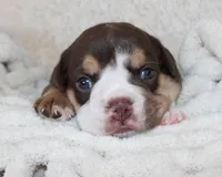 Mika, a female English Bulldog for sale in Shipshewana, IN – Photo 1 of 6