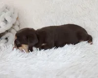 Mika, a female English Bulldog for sale in Shipshewana, IN – Photo 5 of 6
