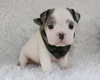 Olaf, a male English Bulldog for sale in Shipshewana, IN – Photo 1 of 9