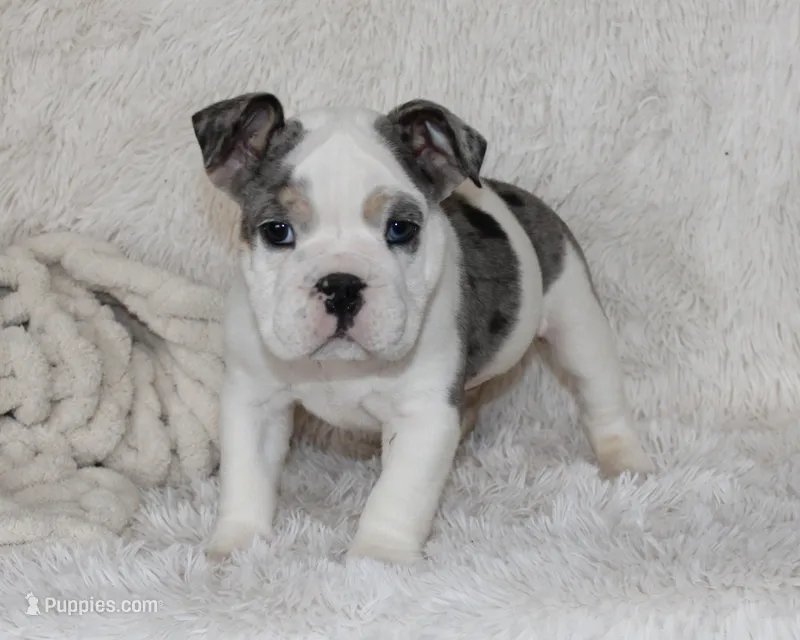 Olaf – English Bulldog puppy for sale in Shipshewana, IN