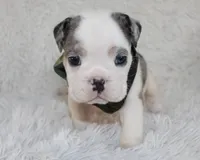 Olaf, a male English Bulldog for sale in Shipshewana, IN – Photo 5 of 9