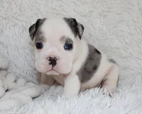 Olaf, a male English Bulldog for sale in Shipshewana, IN – Photo 2 of 9
