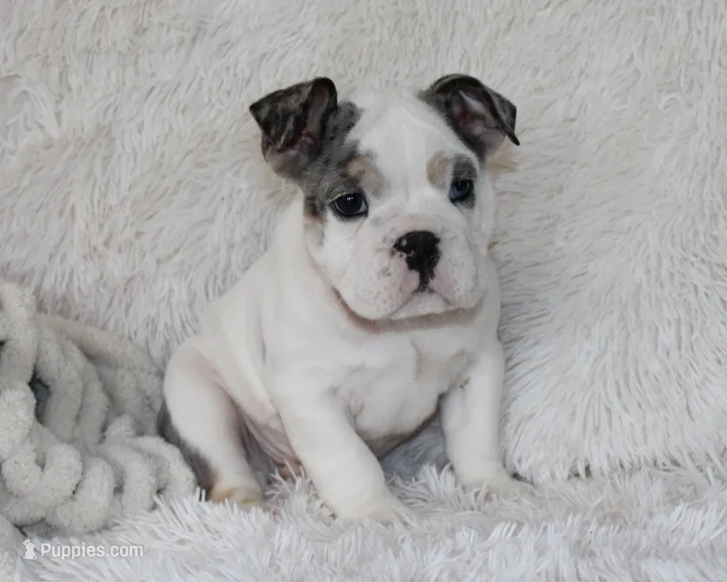 Olaf – English Bulldog puppy for sale in Shipshewana, IN