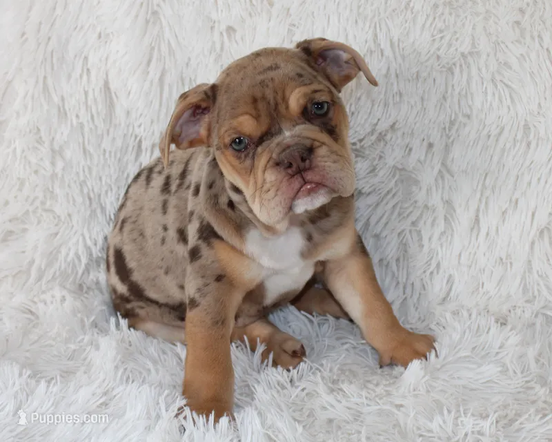 Kyah – English Bulldog puppy for sale in Shipshewana, IN
