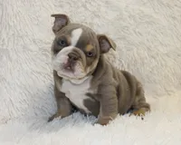 Indi Rose, a female English Bulldog for sale in Shipshewana, IN – 8 of 10