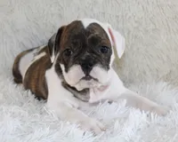 Harry, a male English Bulldog for sale in Shipshewana, IN – 1 of 10