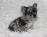 Patrick, a male French Bulldog for sale in Shipshewana, IN – 5 of 8