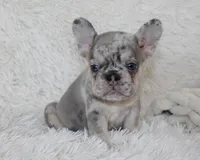 Ike, a male French Bulldog for sale in Shipshewana, IN – 2 of 7